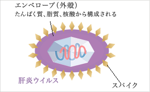 ウイルスの構造　解説図