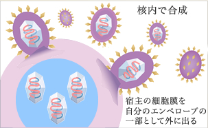 ウイルスの増殖　解説図